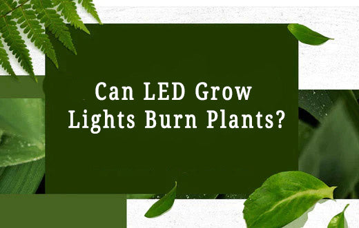 Can LED Grow Lights Burn Plants?