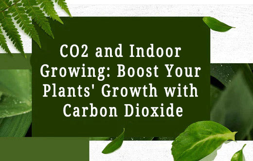 CO2 and Indoor Growing: Boost Your Plants' Growth with Carbon Dioxide