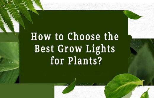 How to Choose the Best Grow Lights for Plants?