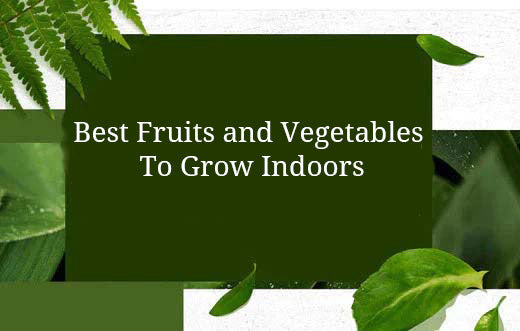 Best Fruits and Vegetables To Grow Indoors