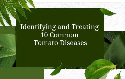 Identifying &amp; Treating 10 Common Tomato Diseases