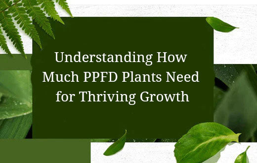 Understanding How Much PPFD Plants Need for Thriving Growth