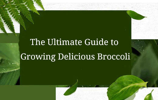 The Ultimate Guide to Growing Delicious Broccoli