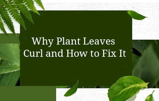 Why Plant Leaves Curl and How to Fix It