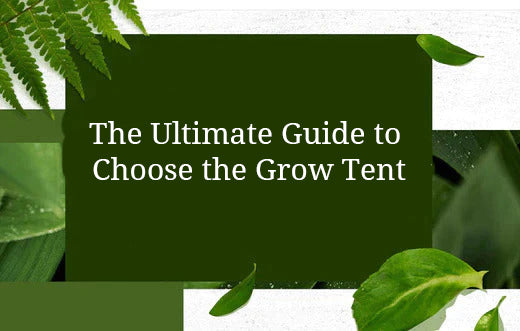 The Ultimate Guide to Choose the Grow Tent