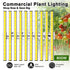 PHLIZON PH-B10-D 800 W dimmbares Vollspektrum-LED-Wachstumslicht mit Samsung 281B LED